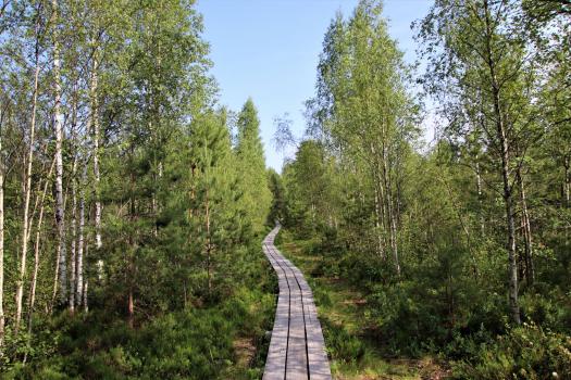 Pääsküla Raba